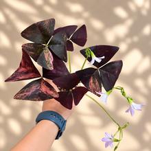 Charger l'image dans la galerie, Plante Oxalis Triangularis Variegata à feuilles triangulaires panachées, fleurs mauves
