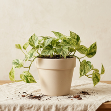 Charger l'image dans la galerie, Plante pothos Marble Queen en pot beige, feuilles panachées vert clair et blanc.
