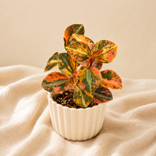 Load image into Gallery viewer, Plante d’intérieur Peperomia aux feuilles tachetées vert, orange et jaune en pot blanc
