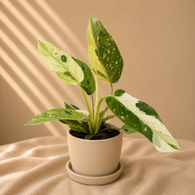 Charger l'image dans la galerie, Philodendron Jose Buono Variegata (TC)
