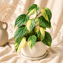Charger l'image dans la galerie, Philodendron panaché en pot, feuilles vertes et crème à nervures visibles
