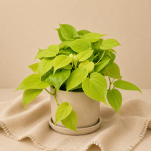 Charger l'image dans la galerie, Philodendron Cordatum — Lemon Lime
