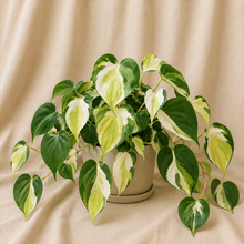Charger l'image dans la galerie, Philodendron aux feuilles vertes panachées blanc crème, en pot.
