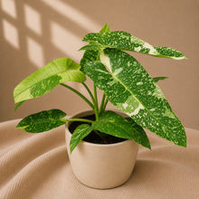 Charger l'image dans la galerie, Philodendron Jose Buono en pot beige, grandes feuilles vertes tachetées de blanc.
