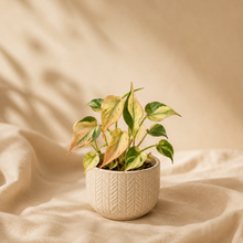 Charger l'image dans la galerie, Philodendron Micans Mint
