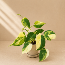 Load image into Gallery viewer, Philodendron Micans Variegata
