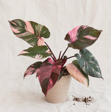 Charger l'image dans la galerie, Philodendron rose marbré et vert foncé, plusieurs feuilles, en pot
