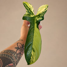 Charger l'image dans la galerie, Philodendron violon panaché en pot, 1 feuille vert foncé et vert clair
