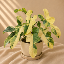 Charger l'image dans la galerie, Philodendron Violin Variegata
