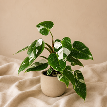 Charger l'image dans la galerie, Philodendron White Princess en pot, feuilles vertes veinées de blanc
