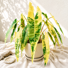 Load image into Gallery viewer, Philodendron billietiae variegata (TC) aux feuilles panachées vert et jaune, en pot
