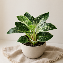 Charger l'image dans la galerie, Philodendron Birkin
