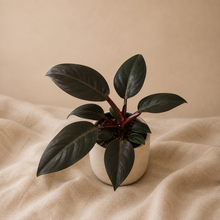 Load image into Gallery viewer, Plante Philodendron à grandes feuilles sombres, en pot
