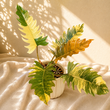 Charger l'image dans la galerie, Philodendron aux feuilles vertes et jaunes marbrées, en pot blanc

