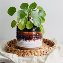 Load image into Gallery viewer, Plante Pilea peperomioides en pot blanc et brun, feuilles vertes rondes
