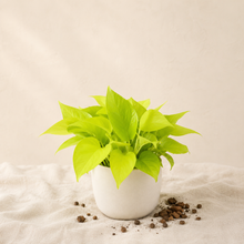 Charger l'image dans la galerie, Pothos néon en pot blanc, touffe de feuilles vert vif, plante d’intérieur
