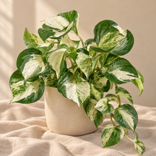 Charger l'image dans la galerie, Pothos Manjula panaché en pot, feuilles vertes et crème tachetées
