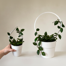 Load image into Gallery viewer, Tuteur rond transparent pour plantes, deux anneaux avec plantes en pots blancs
