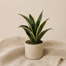 Load image into Gallery viewer, Sansevieria Trifasciata — Black Gold
