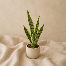 Charger l'image dans la galerie, Plante Sansevieria 'Laurentii' en pot, feuilles vertes à bord jaune dressées
