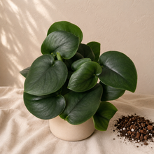 Load image into Gallery viewer, Scindapsus Jade Satin : plante à feuilles vert foncé, en pot blanc.

