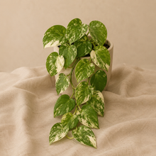Charger l'image dans la galerie, Plante d’intérieur Scindapsus Manguraï en pot, feuilles vertes panachées blanc crème
