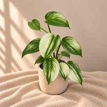 Charger l'image dans la galerie, Pot de plante d’intérieur avec grandes feuilles panachées vert et blanc
