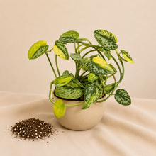 Load image into Gallery viewer, Plante d’intérieur en pot beige, feuilles vertes et jaunes tachetées
