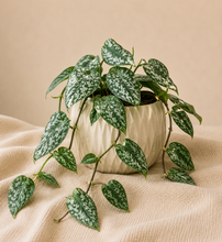 Load image into Gallery viewer, Plante d’intérieur en pot, feuilles vertes à motifs blancs, retombantes
