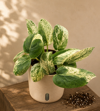 Load image into Gallery viewer, Plante d’intérieur en pot blanc, feuilles vertes tachetées et mouchetées de clair.
