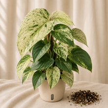 Load image into Gallery viewer, Plante Scindapsus Jade Satin à feuilles panachées vert clair et vert foncé, en pot blanc
