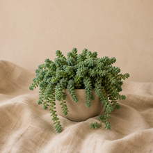 Load image into Gallery viewer, Sédum en pot beige, tiges retombantes vert clair et feuilles en forme de perles
