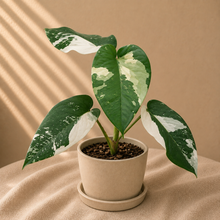 Charger l'image dans la galerie, Syngonium Chiapense
