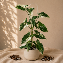 Load image into Gallery viewer, Plante Syngonium albo en pot, feuilles panachées vert et blanc crème

