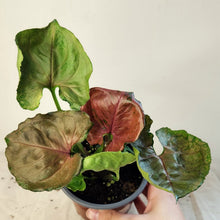Load image into Gallery viewer, Syngonium 'Merry Maria' en pot : feuilles vertes, rosées et bordeaux panachées.
