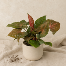 Load image into Gallery viewer, Syngonium 'Merry Maria' en pot blanc, feuilles panachées vert, brun et rougeâtre.
