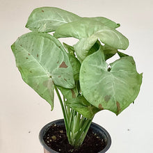 Charger l'image dans la galerie, Syngonium milk confetti en pot, touffe de feuilles vert clair, main tenant le pot
