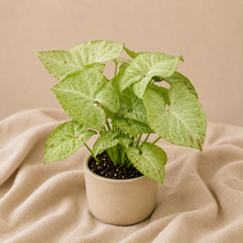 Load image into Gallery viewer, Syngonium 'Milk Confetti' : feuilles vert clair mouchetées en pot
