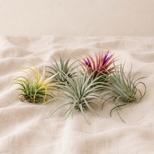 Charger l'image dans la galerie, Tillandsia ionantha en rosette d’air plants, feuilles vert-gris, pointes rouge-violet, bordures jaunes
