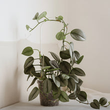 Load image into Gallery viewer, Tuteur à plante transparent en forme de U, maintient la tige dans le pot
