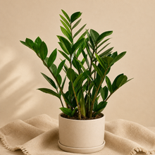 Charger l'image dans la galerie, Zamioculcas Zamiifolia — ZZ Plant
