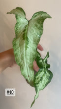 Charger l&#39;image dans la galerie, Syngonium three kings

