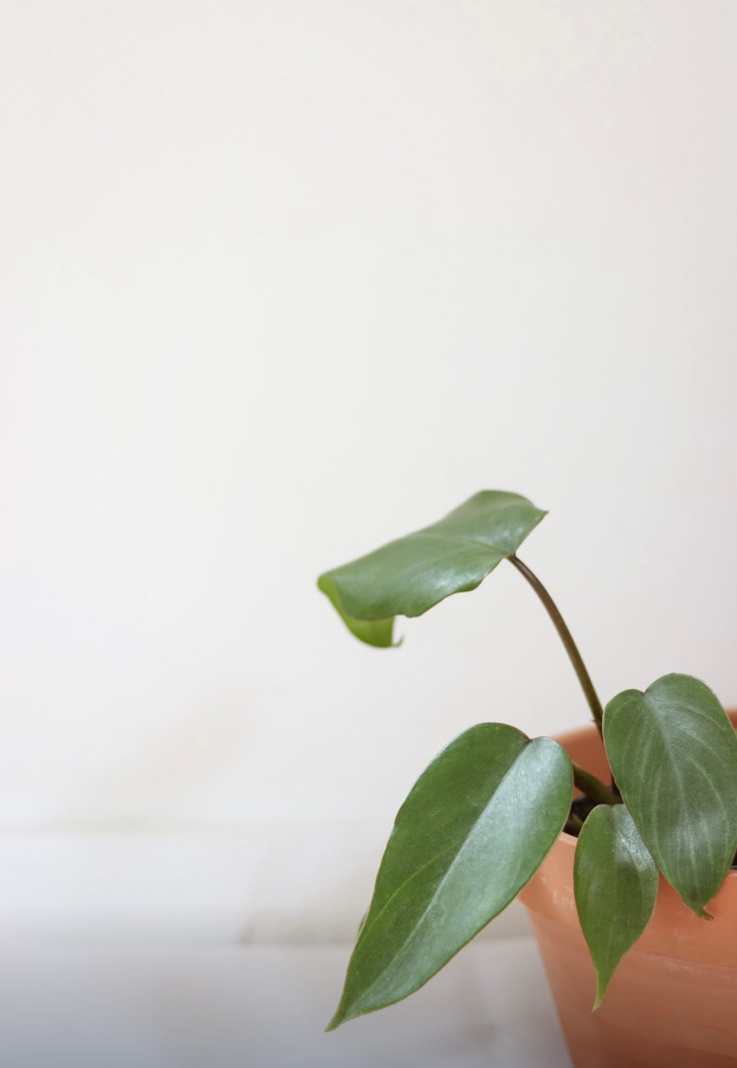 Philodendron mayoi