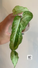 Charger l&#39;image dans la galerie, Syngonium three kings
