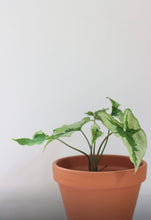 Charger l&#39;image dans la galerie, Syngonium three kings
