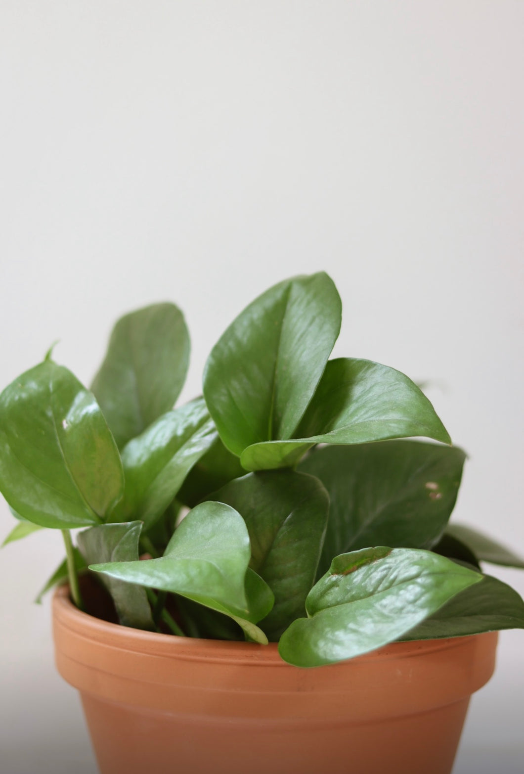Jade Pothos
