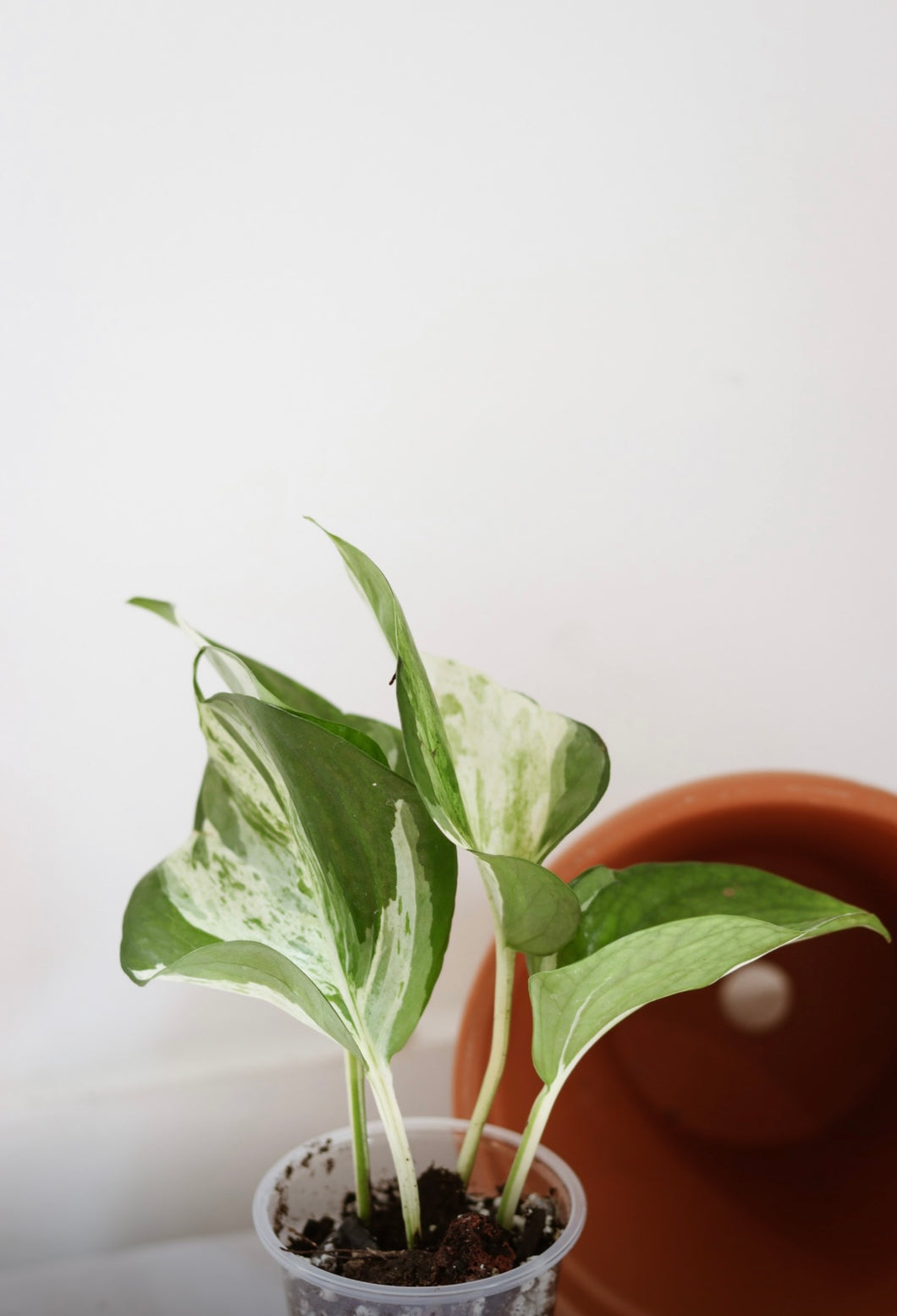 Pothos manjula