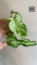 Charger l&#39;image dans la galerie, Syngonium three kings
