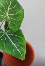 Charger l&#39;image dans la galerie, Philodendron gloriosum
