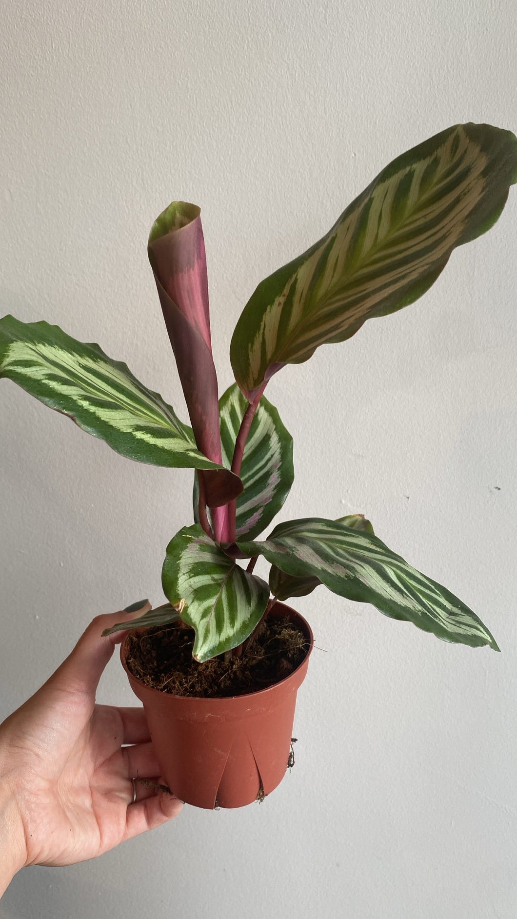 Calathea cora⭐️